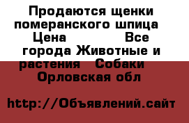 Продаются щенки померанского шпица › Цена ­ 45 000 - Все города Животные и растения » Собаки   . Орловская обл.